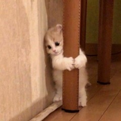 CatGirl