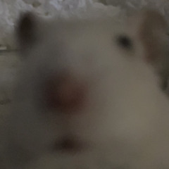 zaeunie