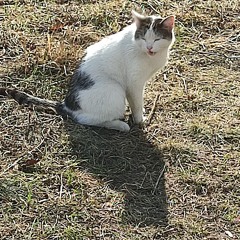 Сырная пицца