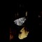 ⛧ 𐕣 Necrotrap666Militant 𐕣 ⛧