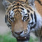 Tora