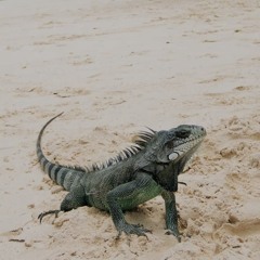 carnero ringhio