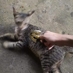 Requiem cat
