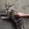 Requiem cat