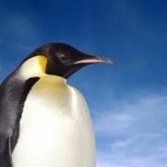 AngryPenguin