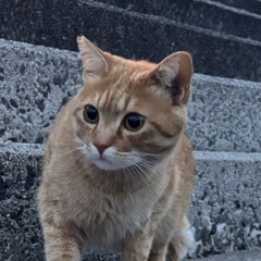 四葉の理