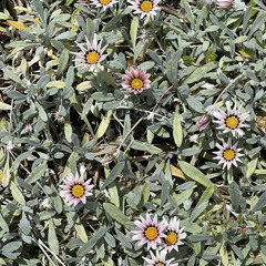 Roslyn Jayne Wetherill