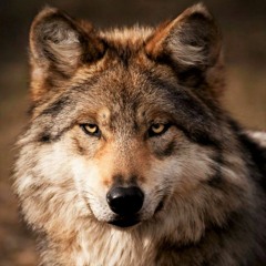 MARROWWOLF