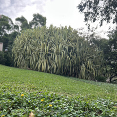 Kealohi