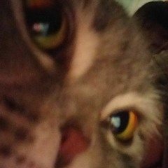 trqviett