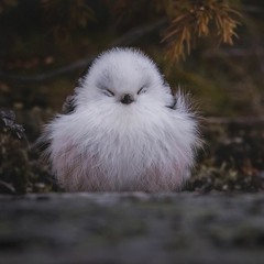 Let's bring house down