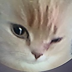 rickydoodledo