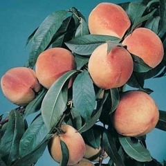 Peachy 🍑