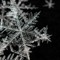 LuckyWinter