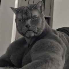 kitty kat
