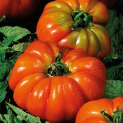 fleischtomate