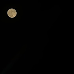 ‫وليد الشرعبي‬‎