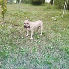 Jhonatan Berbecy Gallego