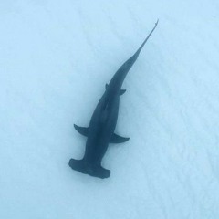 Icarus Whale