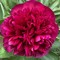 Billyflowers