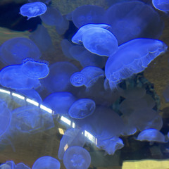blueworld