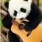 Jilly_loves_pandas!!