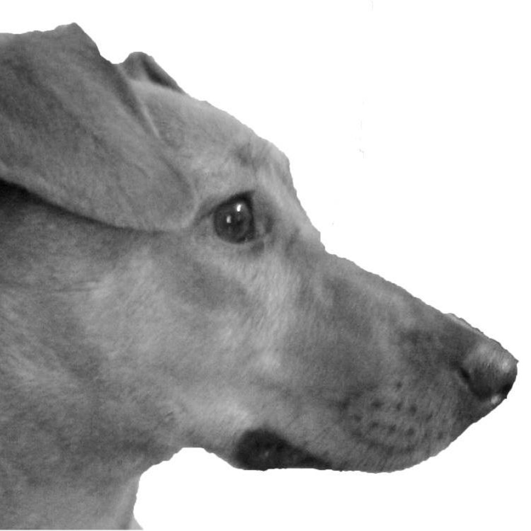 Milo's Master’s avatar