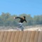 fakie