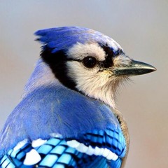 blujay
