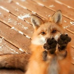 ☆star the fox:3☆