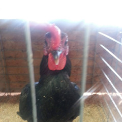 Races Rooster