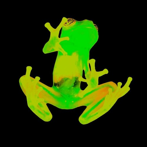 frogsfrogsfrogs’s avatar