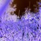 Bluie
