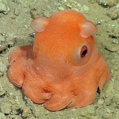 Fyazy Kiwiiskii