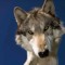 wolflover6060