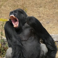 Sigodellll
