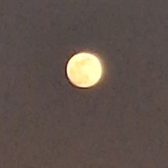 Lunar2485