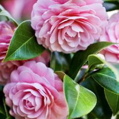 Camellia Ivy