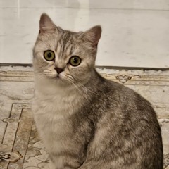 Joud Alasmar