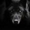 Black Wolf