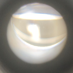 quasi