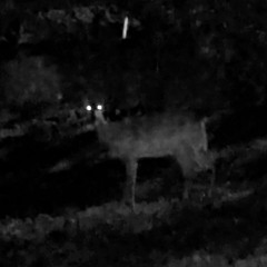 cryptid