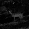 cryptid