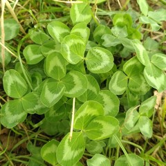 Sanne-Eleonora 🌼💚🦋