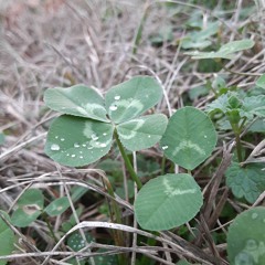 crimsonclover