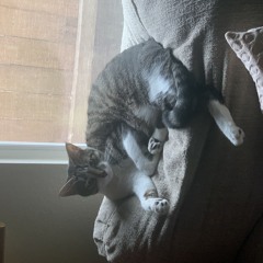 xeno