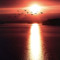 SunsetStrikerFanGroup