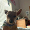 chipper