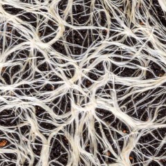Mycelium