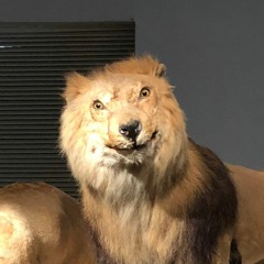 taxidermyLion